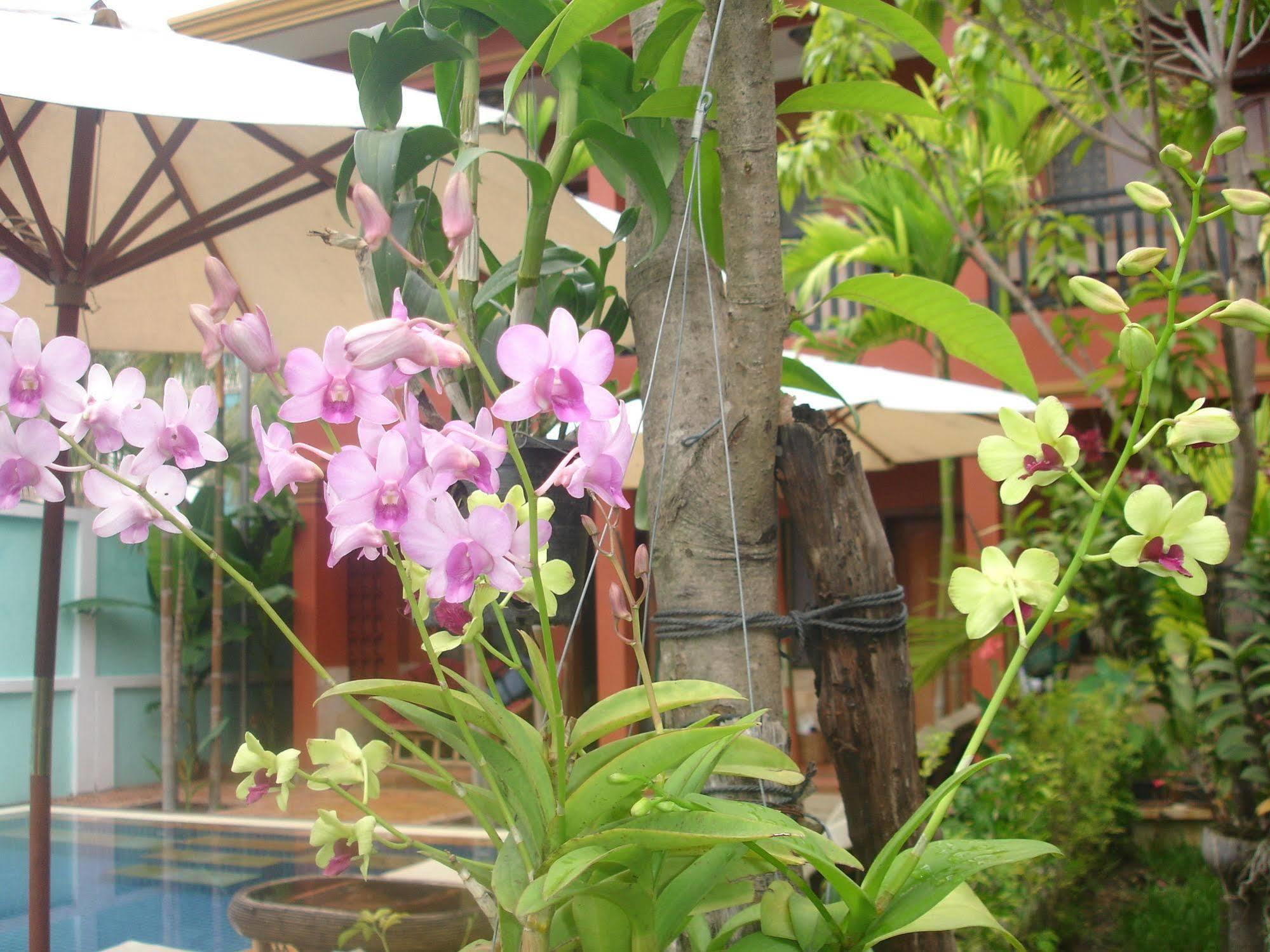 Jasmine Lodge סיאם ריפ מראה חיצוני תמונה